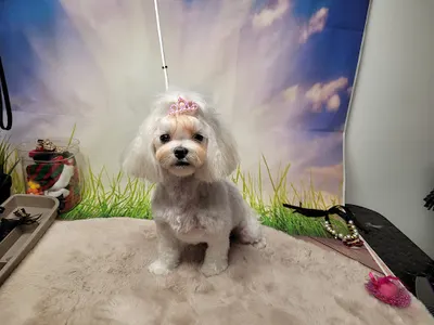 PSI UROK Salon Pielęgnacji Psów